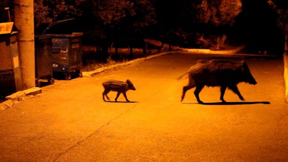 Bodrum'da domuz saldırısı: 1 yaralı