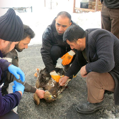 Yaralı kartalla hatıra fotoğrafı çekecekti! Pençesini geçirdi!