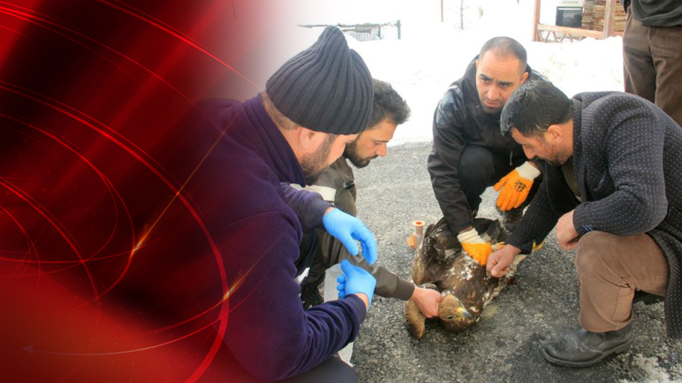 Yaralı kartalla hatıra fotoğrafı çekecekti! Pençesini geçirdi!