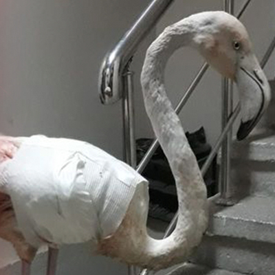 Avcı dehşeti! Artık uçamayacak