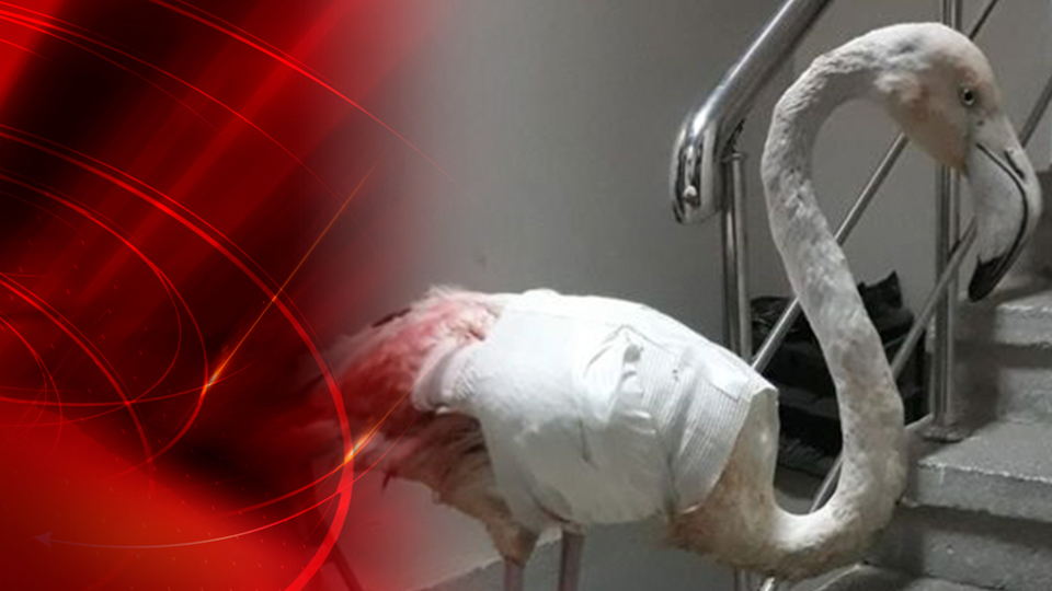 Avcı dehşeti! Artık uçamayacak