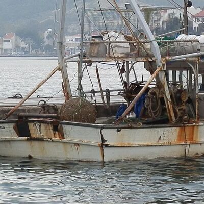 Balıkçının ağına takıldı, incelenecek!