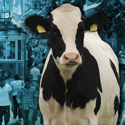 Mal canın yongasıymış