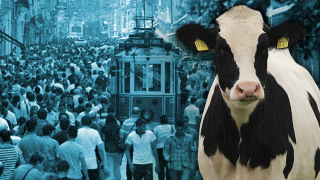 Mal canın yongasıymış