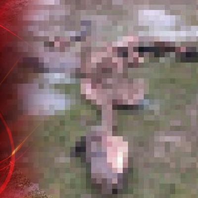 Üç gün önce kaybolmuştu! Kaybolan tayı, ayılar parçaladı!