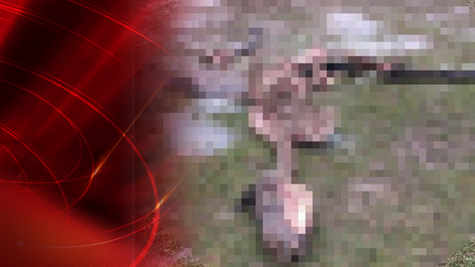 Üç gün önce kaybolmuştu! Kaybolan tayı, ayılar parçaladı!