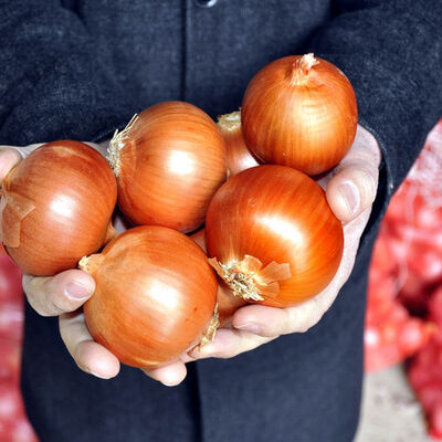Kuru soğana ithalat yolu açıldı