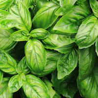 Bol bol tüketin! Kanserle savaşıyor...