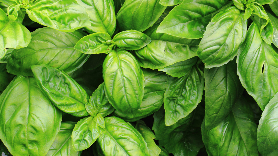 Bol bol tüketin! Kanserle savaşıyor...