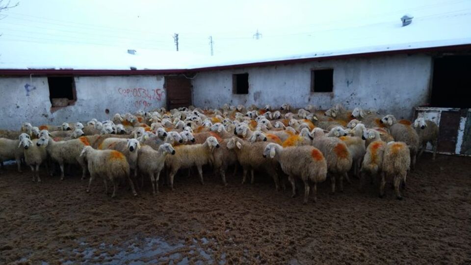 "Hibe hayvan" dolandırıcılarına operasyon