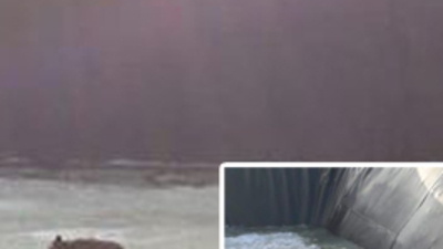 4 tilki, 2 köpek, 1 kedi... Buz tutan sulama havuzuna düştü!