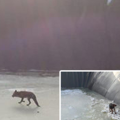 4 tilki, 2 köpek, 1 kedi... Buz tutan sulama havuzuna düştü!