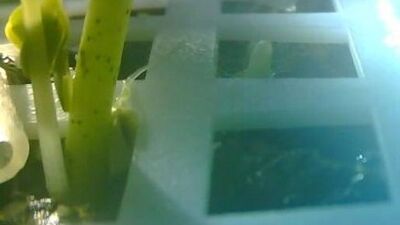 Ay'a gönderilen tohumlar filizlendi