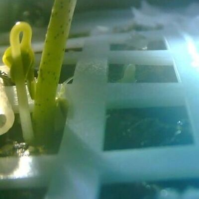 Ay'a gönderilen tohumlar filizlendi