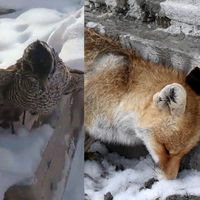 379 yıl önce yazılmıştı! 3 günde 3 kez yaşandı...