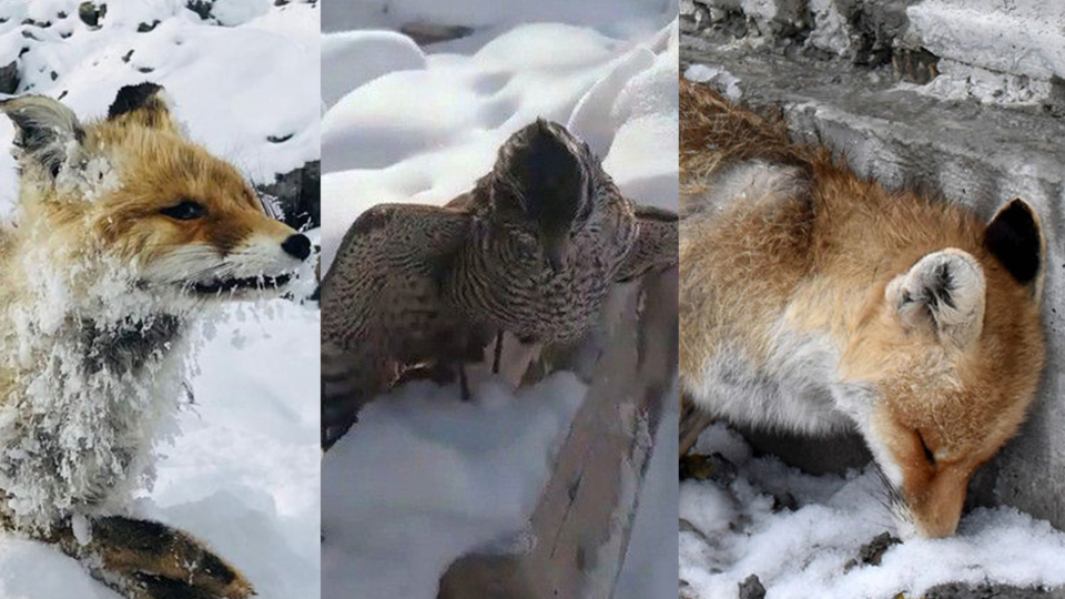 379 yıl önce yazılmıştı! 3 günde 3 kez yaşandı...