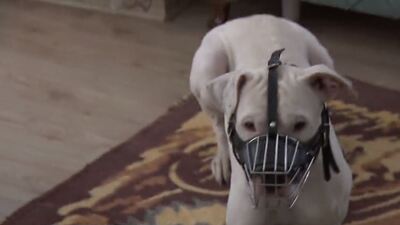 Pitbull kavgası yargıya taşındı! Mahkemeden son nokta