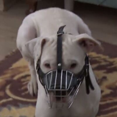 Pitbull kavgası yargıya taşındı! Mahkemeden son nokta