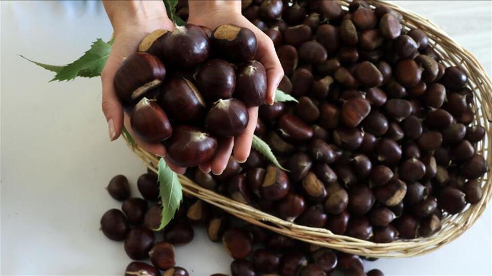 Türkiye'den 32 ülkeye kestane ihracatı
