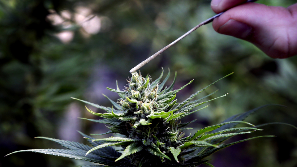 Tıbbi kenevir Türkiye'yi 'uçurur' mu?