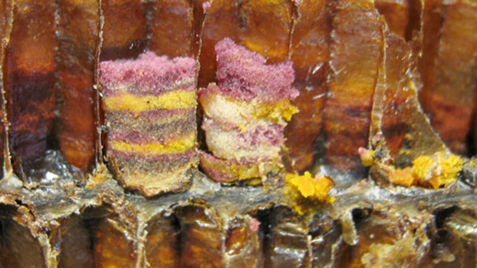 Araştırmalar diyor ki: Sadece o ekmek ve suyla 6 ay yaşanabilir