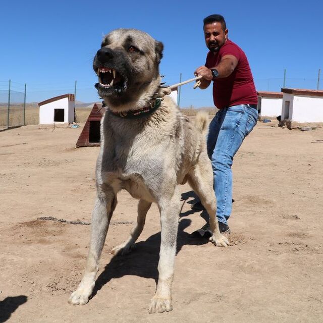 Kangal köpekleri neden yavrularını yiyor? Sırrı çözüldü