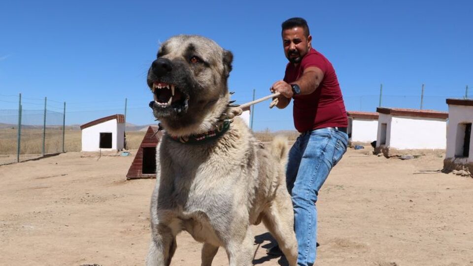 Kangal köpekleri neden yavrularını yiyor? Sırrı çözüldü