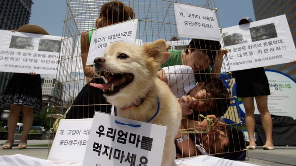 G. Kore'de barınak skandalı: Yüzlerce köpek yer kalmadığı için uyutuldu