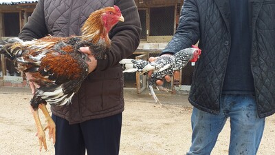 Dünyanın en büyük tavuğunu yetiştirdi ama taleplere yetişemiyor