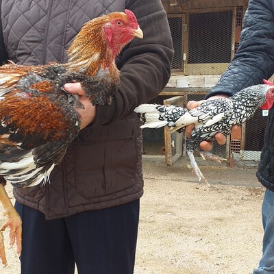 Dünyanın en büyük tavuğunu yetiştirdi ama taleplere yetişemiyor