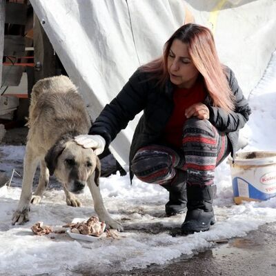 Hayvan dostu profesör! 20 yıldır onları besliyor!