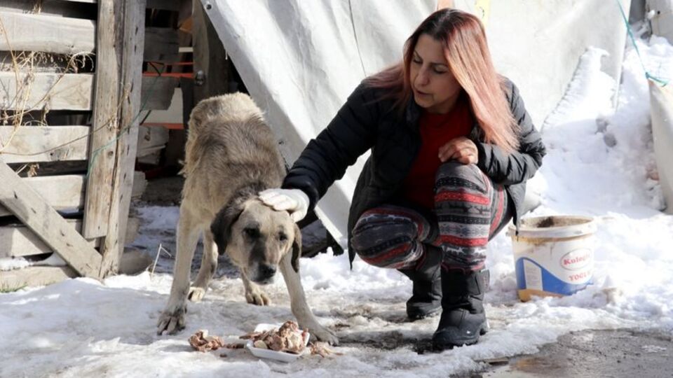 Hayvan dostu profesör! 20 yıldır onları besliyor!