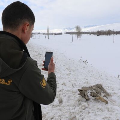 Sivas’ın ayazı koca kurdu dondurdu