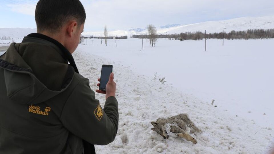 Sivas'ın ayazı koca kurdu dondurdu