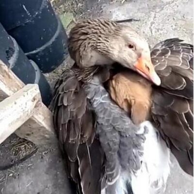 Sokak ortasında titreyen yavru köpeğe kaz sahip çıktı!