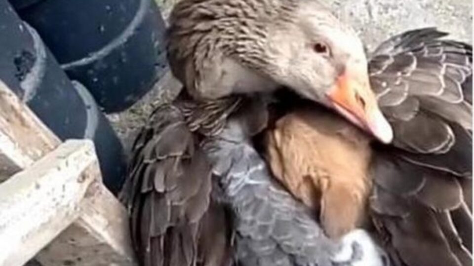 Sokak ortasında titreyen yavru köpeğe kaz sahip çıktı!