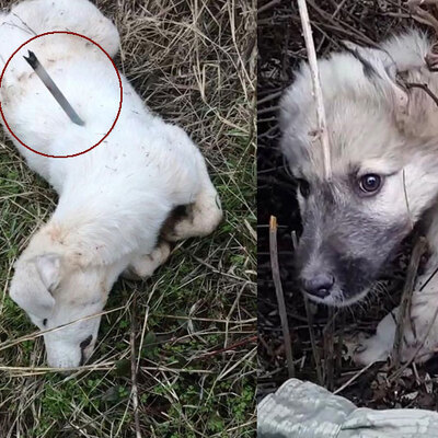 Onlarcası böyle bulundu! Sırtlarına saplı halde...