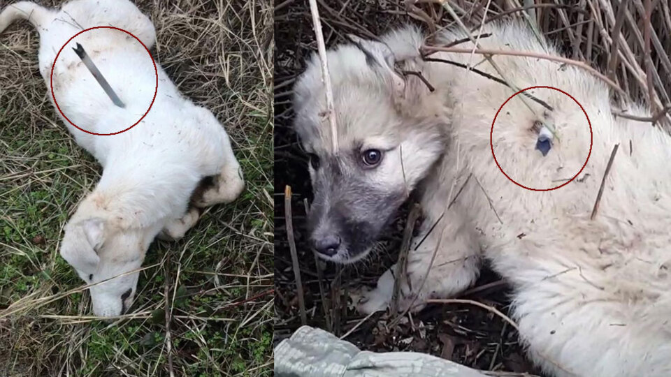 Onlarcası böyle bulundu! Sırtlarına saplı halde...