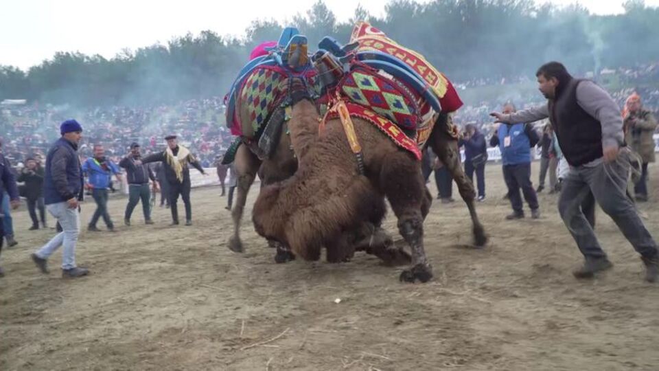Deve güreşi ve UNESCO! Emin misiniz?