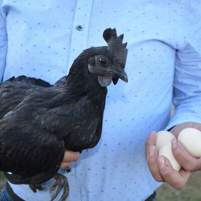 'Beyaz et'siz! Bu tavuğun her yeri kapkara!