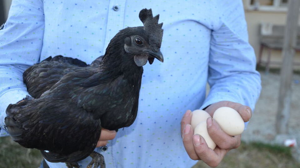 'Beyaz et'siz! Bu tavuğun her yeri kapkara!