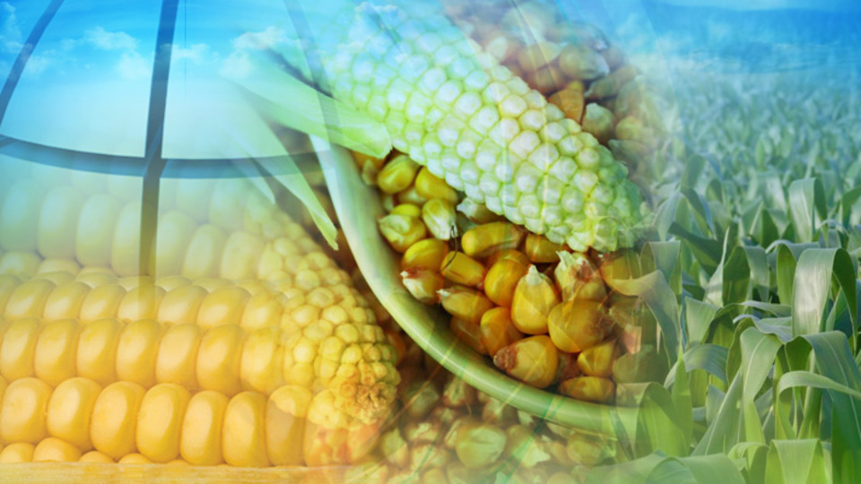 Tat Nişasta'nın yüzde 50 hissesini Tezcanlar alıyor