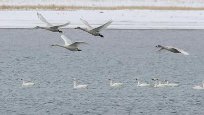 Van Gölü'nün 'asil' ziyaretçileri geldi
