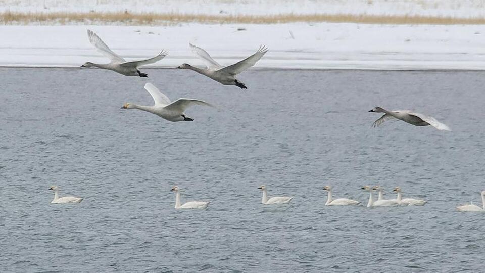 Van Gölü'nün 'asil' ziyaretçileri geldi