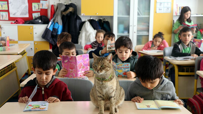 Kedi Tarçın 257'nci öğrenci oldu