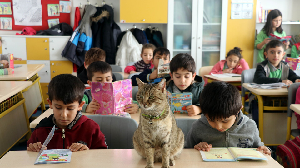 Kedi Tarçın 257'nci öğrenci oldu