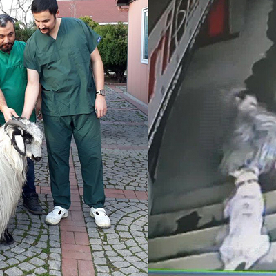 Esnafla birlikte keçisini zor kurtardı... Yasak 'Dogo' dehşeti