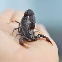 Akrep zehrine 40 melek yatırımcı!