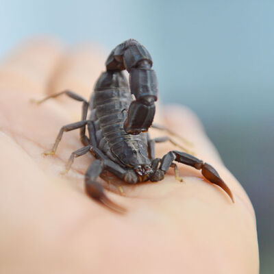 Akrep zehrine 40 melek yatırımcı!