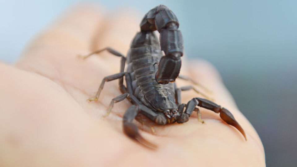 Akrep zehrine 40 melek yatırımcı!